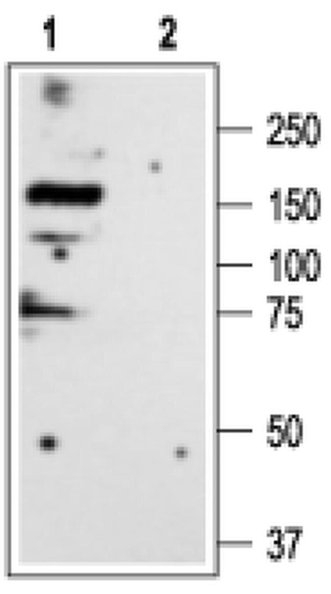 GLRA3 Antibody in Western Blot (WB)