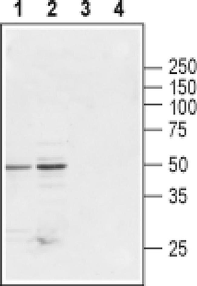 GLRB Antibody in Western Blot (WB)