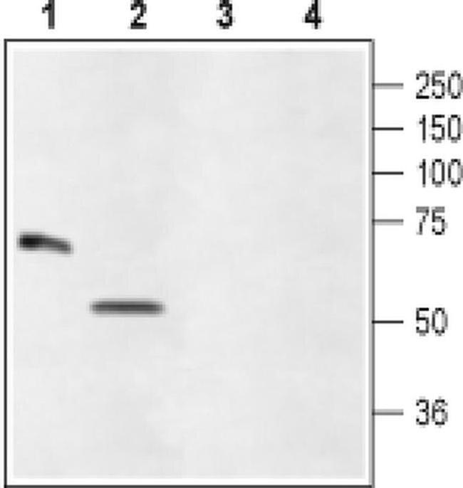 GLRA4 (extracellular) Antibody in Western Blot (WB)