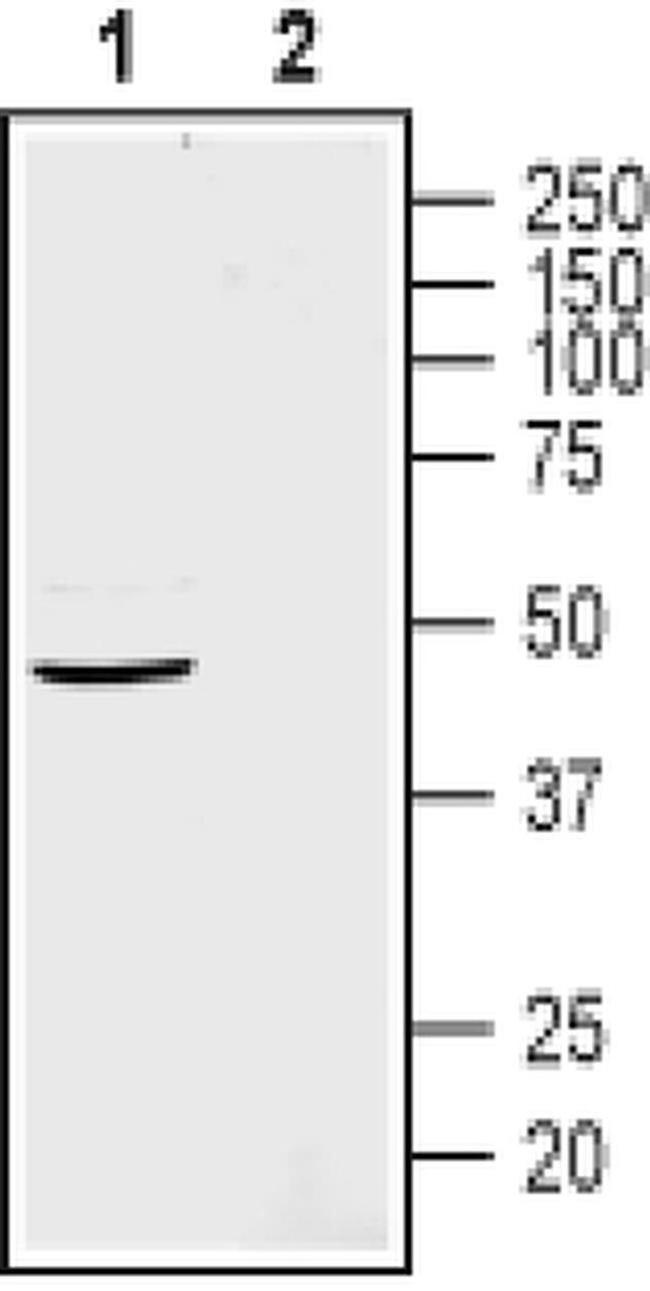 GPR4 (extracellular) Antibody in Western Blot (WB)