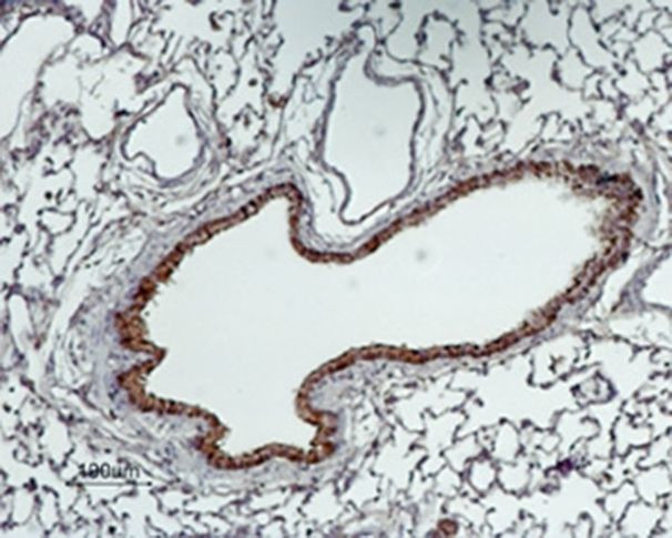 SLC6A13 Antibody in Immunohistochemistry (Paraffin) (IHC (P))