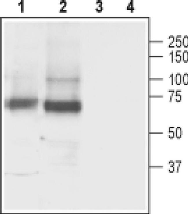 SLC6A11 Antibody in Western Blot (WB)