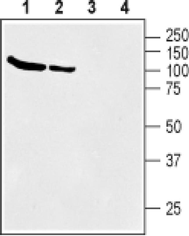 SLC6A12 Antibody in Western Blot (WB)