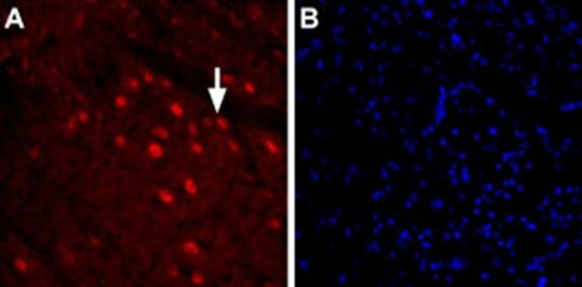 GlyT2 (extracellular) Antibody in Immunohistochemistry (Frozen) (IHC (F))