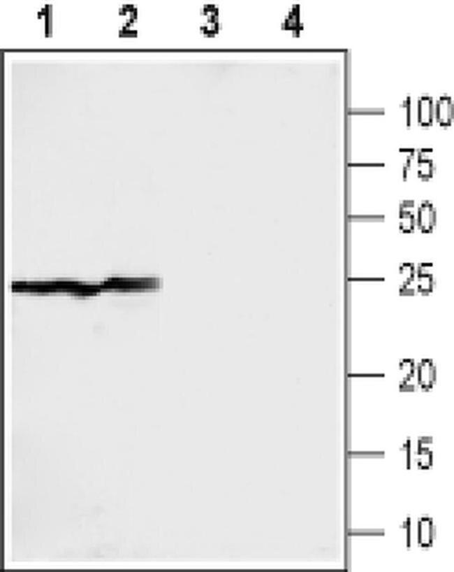 Sigma-1 Receptor Antibody in Western Blot (WB)
