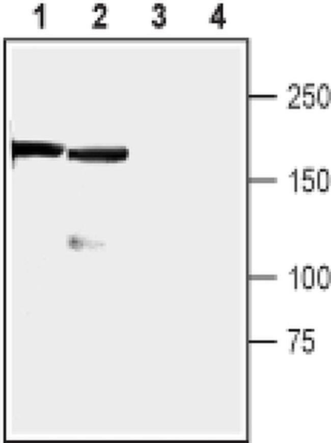 RIM1 Antibody in Western Blot (WB)