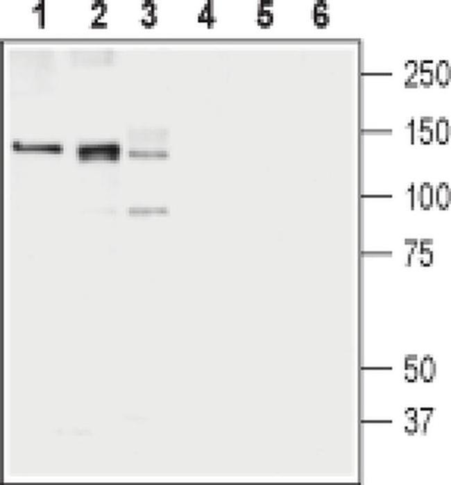 KCC1 Antibody in Western Blot (WB)
