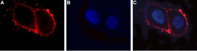 LHR (extracellular) Antibody in Immunocytochemistry (ICC/IF)