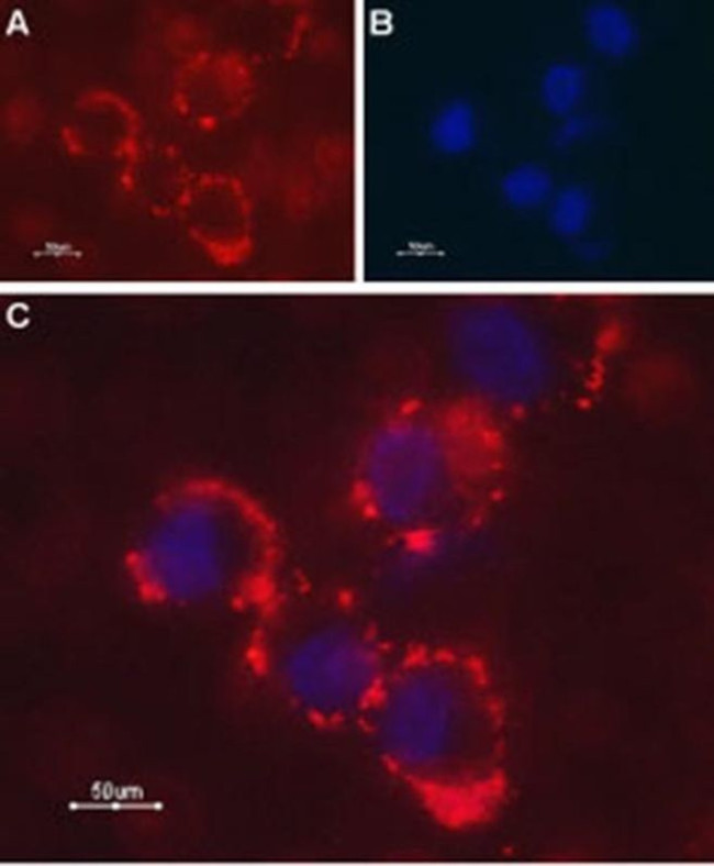 LPHN1 (extracellular) Antibody in Immunocytochemistry (ICC/IF)