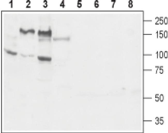 GP130 (extracellular) Antibody in Western Blot (WB)