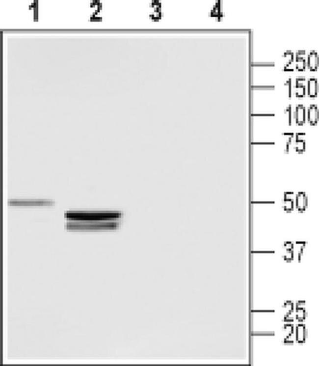 LPAR3 (extracellular) Antibody in Western Blot (WB)