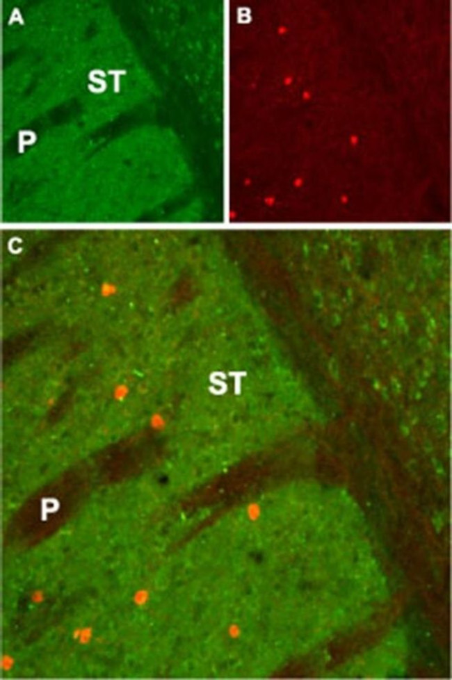 CHRM1 Antibody in Immunohistochemistry (IHC)