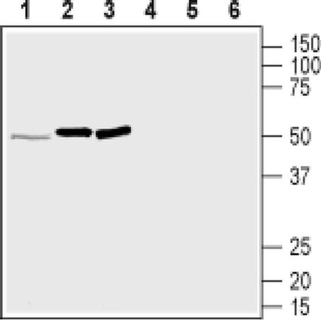 MRGD Antibody in Western Blot (WB)