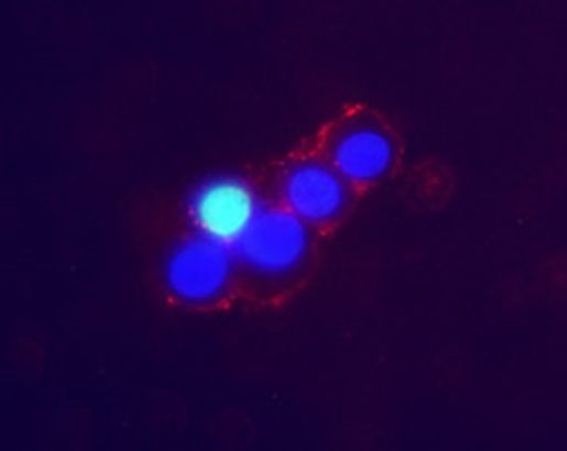 Norepinephrine Transporter (extracellular) Antibody in Immunocytochemistry (ICC/IF)