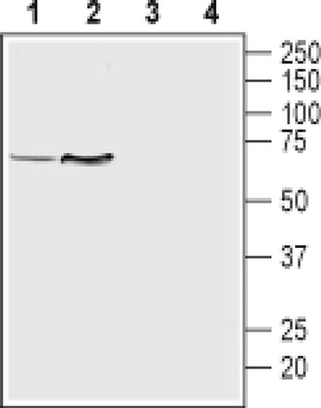 SLC18A1 Antibody in Western Blot (WB)