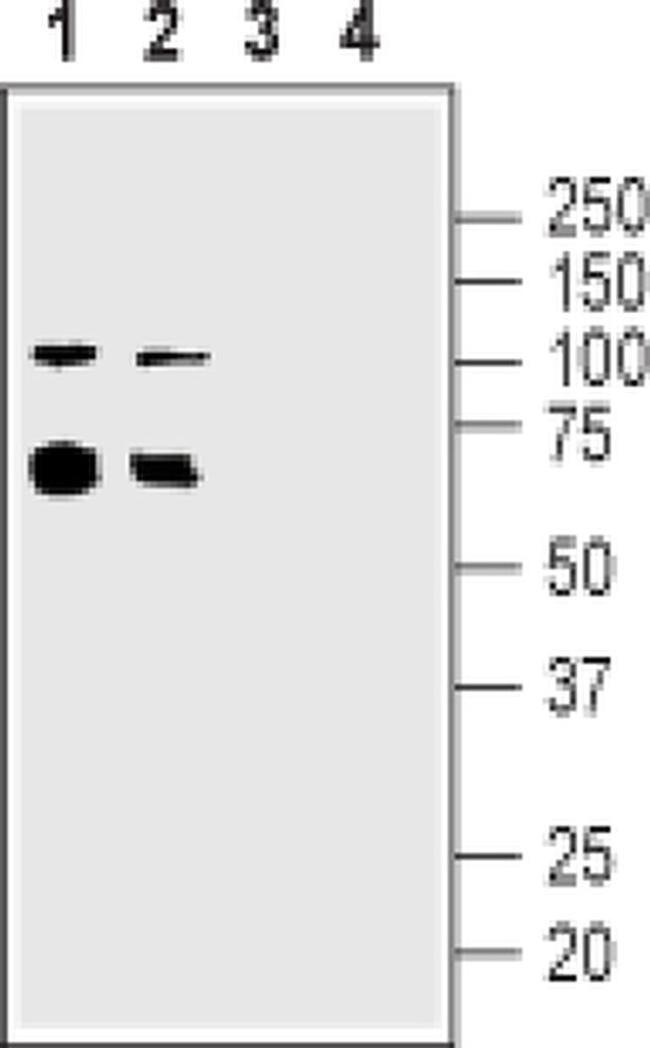 CHRNA5 (extracellular) Antibody in Western Blot (WB)