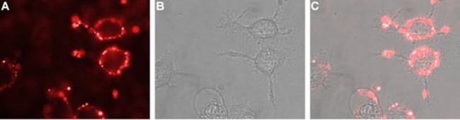 CHRNA6 (extracellular) Antibody in Immunocytochemistry (ICC/IF)