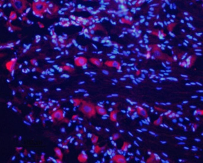 CHRNA7 (extracellular) Antibody in Immunohistochemistry (Frozen) (IHC (F))