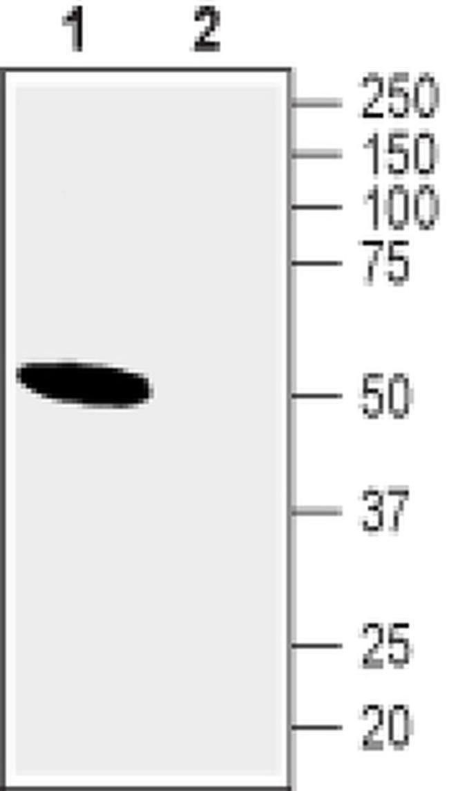 CHRNA10 Antibody in Western Blot (WB)