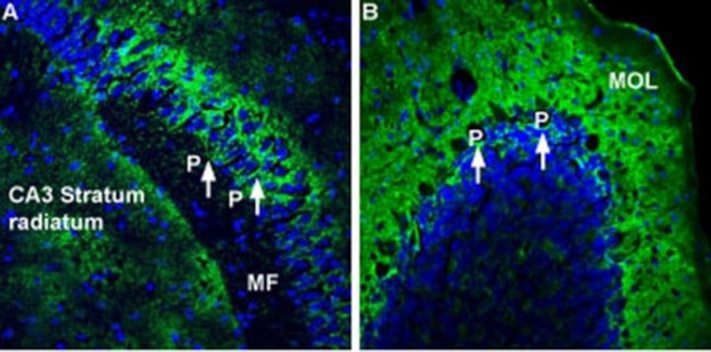 ATP1A2 Antibody in Immunohistochemistry (Frozen) (IHC (F))