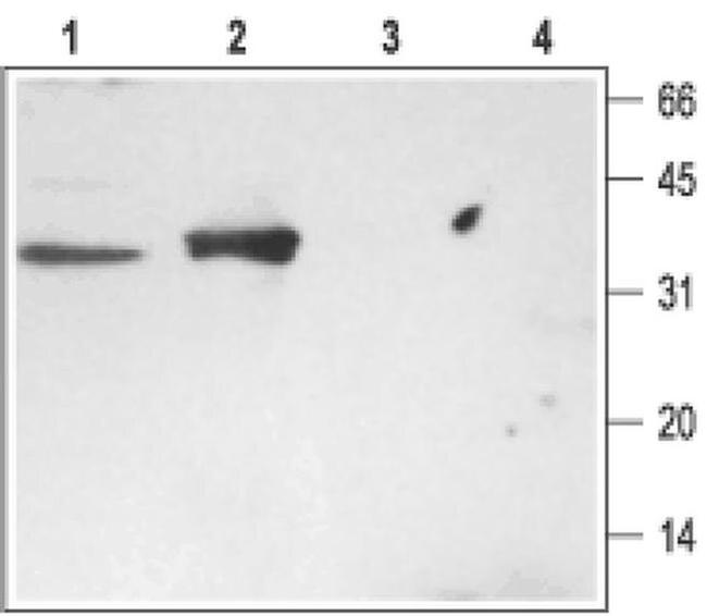 Syntaxin 3 Antibody in Western Blot (WB)
