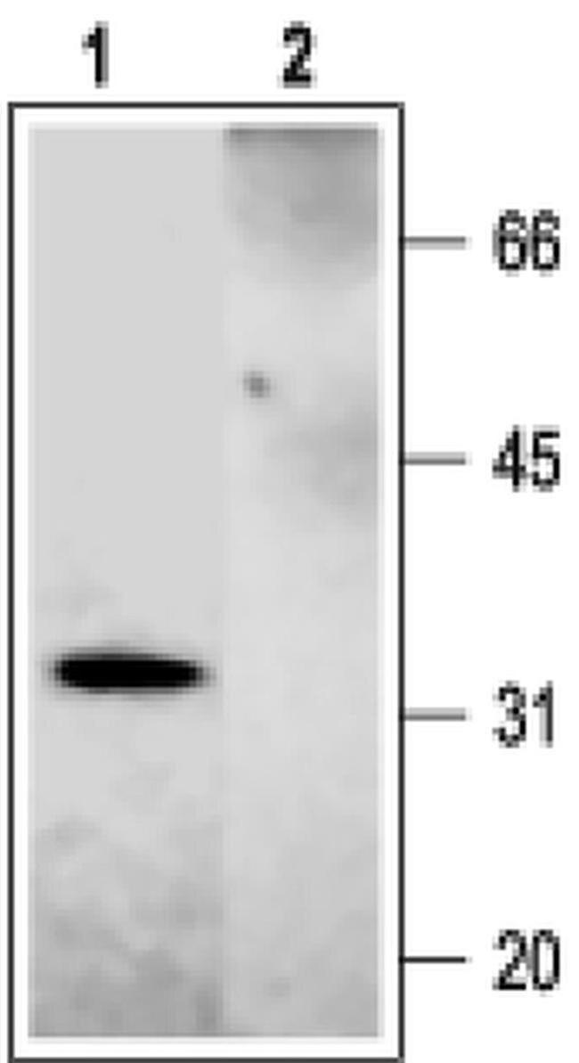 Syntaxin 2 Antibody in Western Blot (WB)