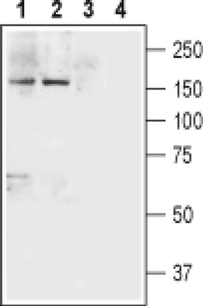 NRXN1 (extracellular) Antibody in Western Blot (WB)