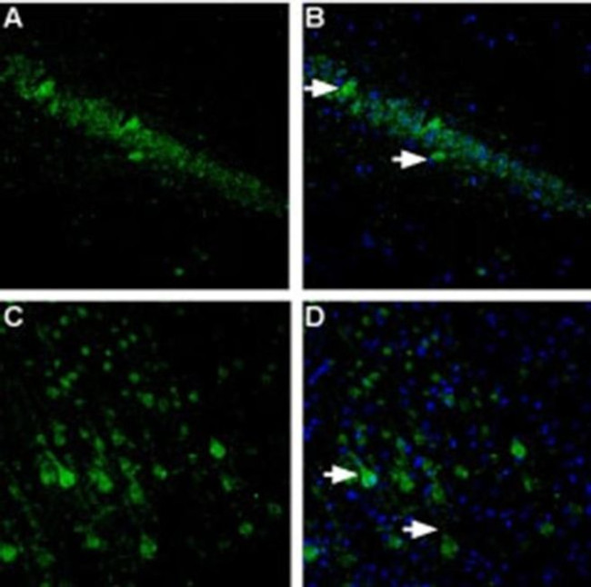 Neuroligin 1 (extracellular) Antibody in Immunohistochemistry (Frozen) (IHC (F))