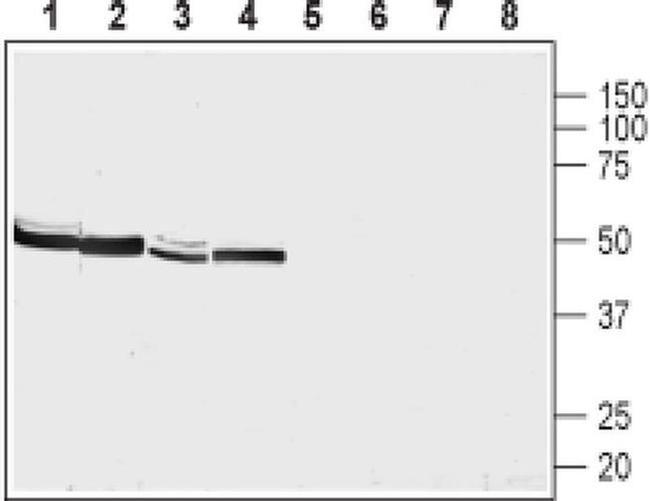 NMUR2 (extracellular) Antibody in Western Blot (WB)