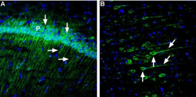 Neuroplastin (extracellular) Antibody in Immunohistochemistry (Frozen) (IHC (F))
