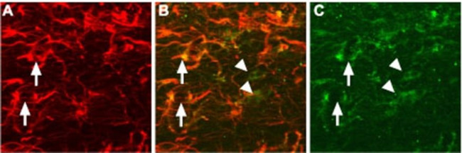 proNGF Antibody in Immunohistochemistry (IHC)