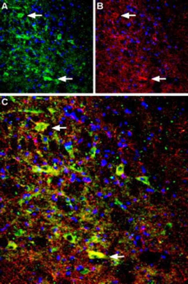 NTSR1 (extracellular) Antibody in Immunohistochemistry (Frozen) (IHC (F))