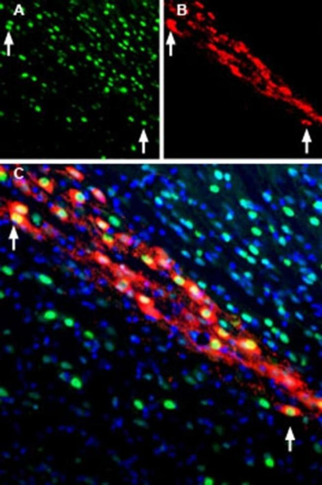 CDNF Antibody in Immunohistochemistry (Frozen) (IHC (F))