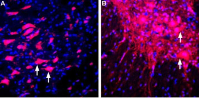 LINGO1 (extracellular) Antibody in Immunohistochemistry (Frozen) (IHC (F))