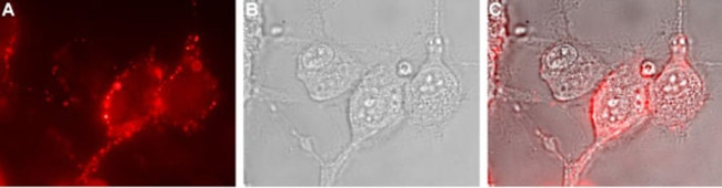 NKCC1 (extracellular) Antibody in Immunocytochemistry (ICC/IF)