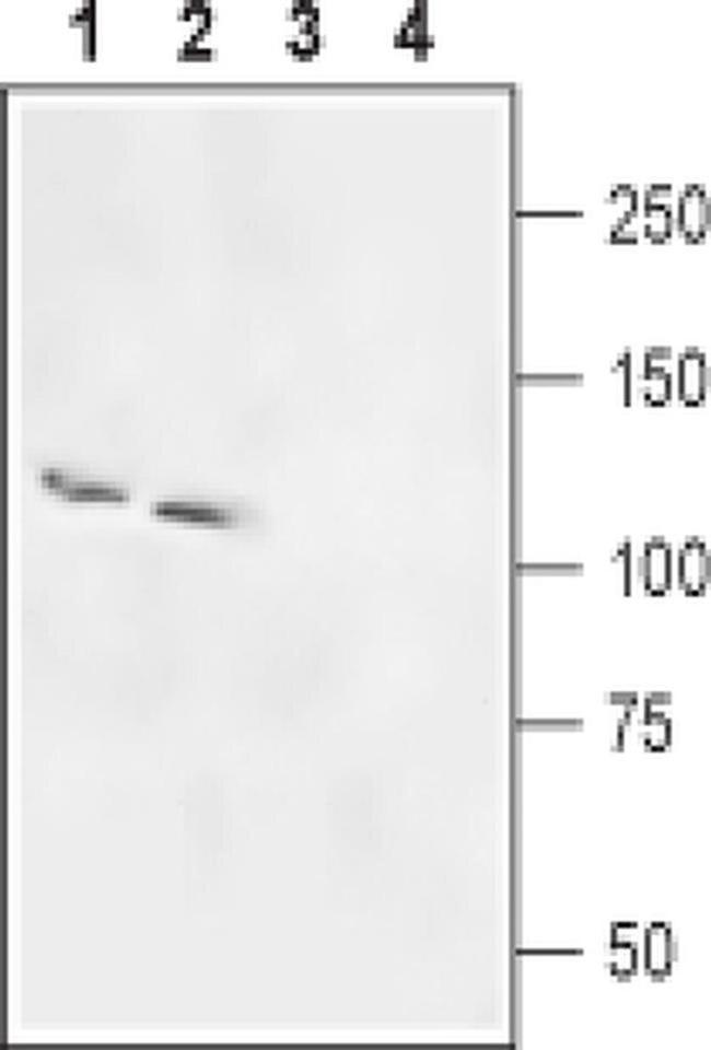 SLC4A5 Antibody in Western Blot (WB)