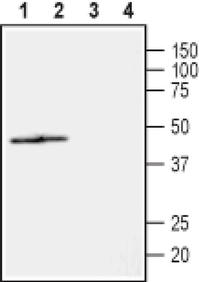 NIPA2 (extracellular) Antibody in Western Blot (WB)