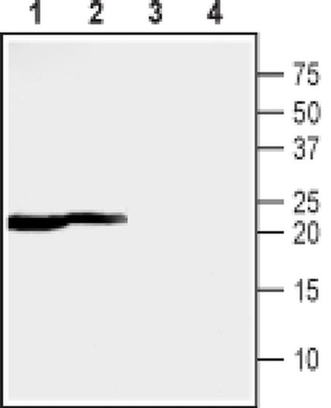 MMGT1 Antibody in Western Blot (WB)