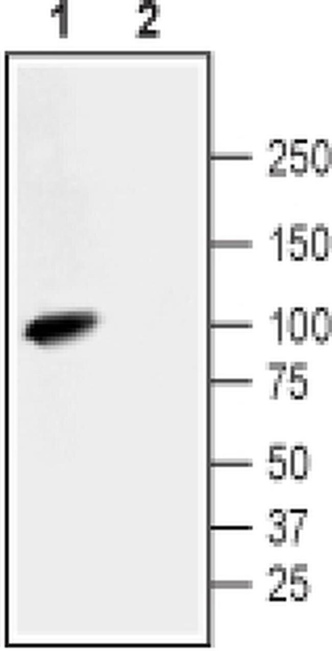NHE3 Antibody in Western Blot (WB)
