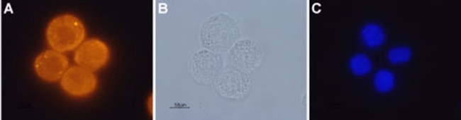 Orexin Receptor 1 Antibody in Immunocytochemistry (ICC/IF)