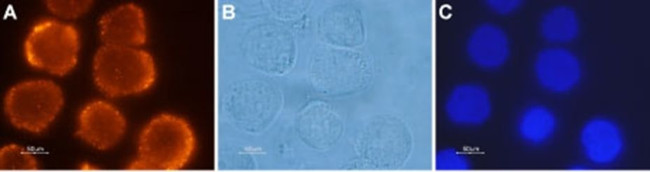 Orexin Receptor 2 Antibody in Immunocytochemistry (ICC/IF)