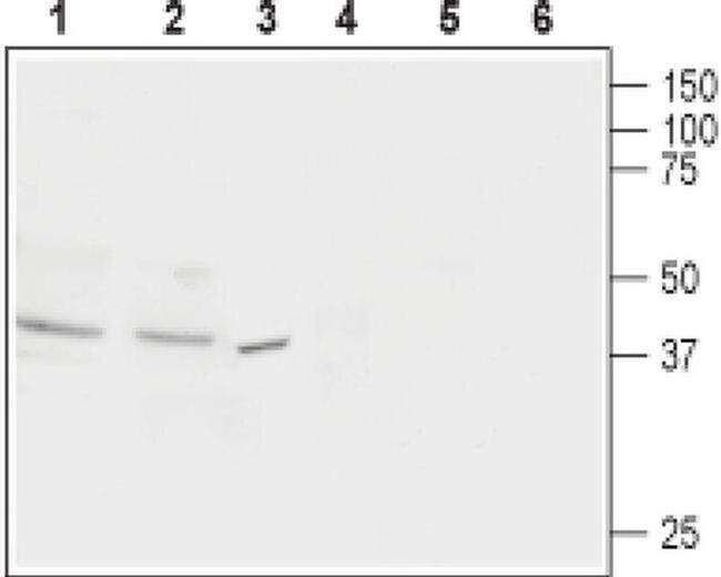 OPRL1 Antibody in Western Blot (WB)
