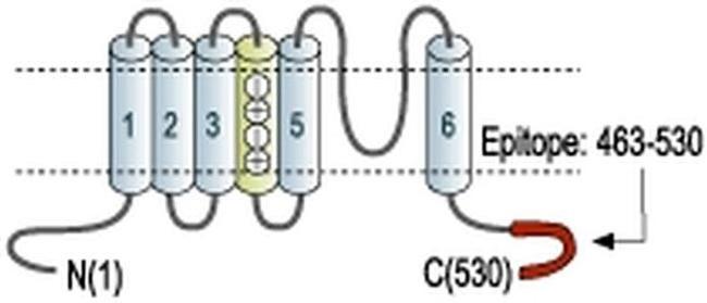 KV1.6 (KCNA6) Antibody