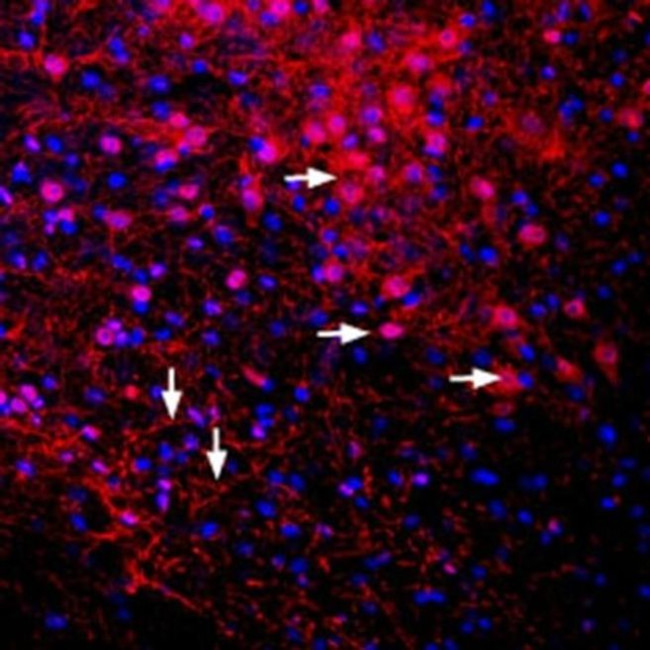 Kir3.2 (KCNJ6) Antibody in Immunohistochemistry (Frozen) (IHC (F))
