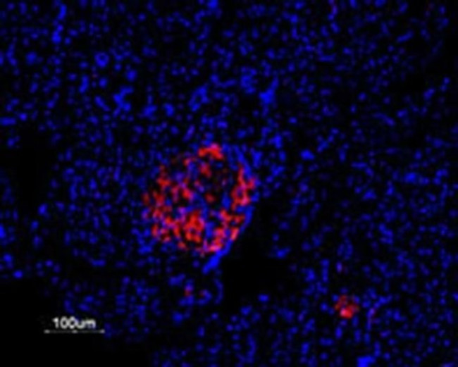 KV2.1 (KCNB1) Antibody in Immunohistochemistry (Paraffin) (IHC (P))