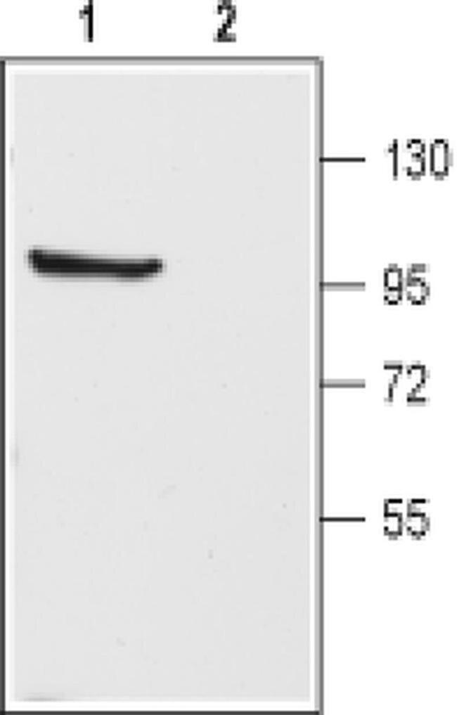 KV3.1b (KCNC1) Antibody in Western Blot (WB)