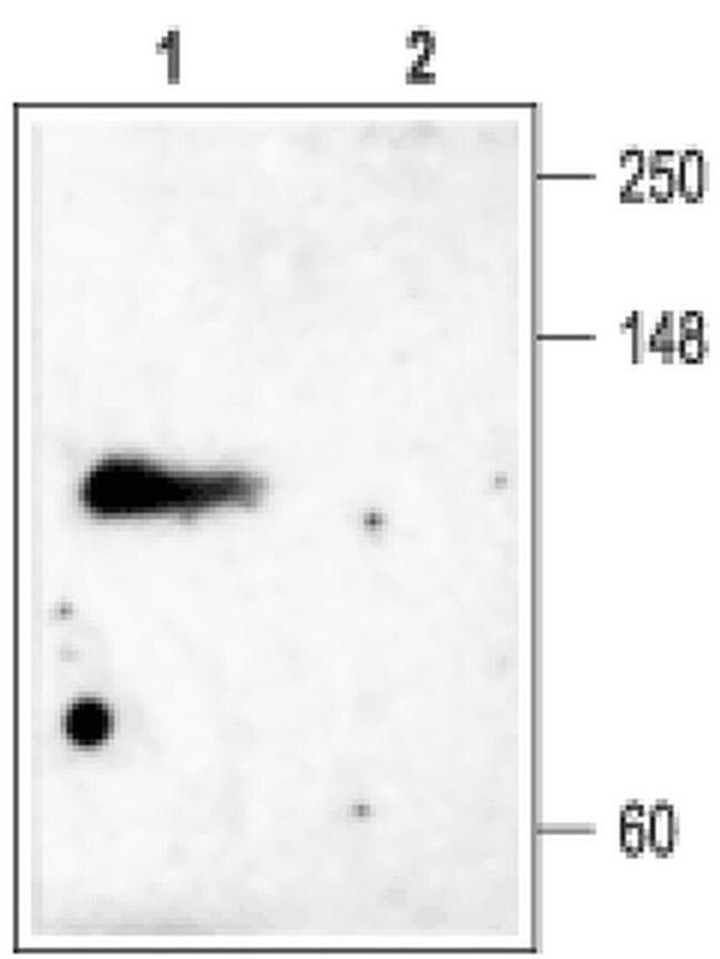 KV3.4 (KCNC4) Antibody in Western Blot (WB)