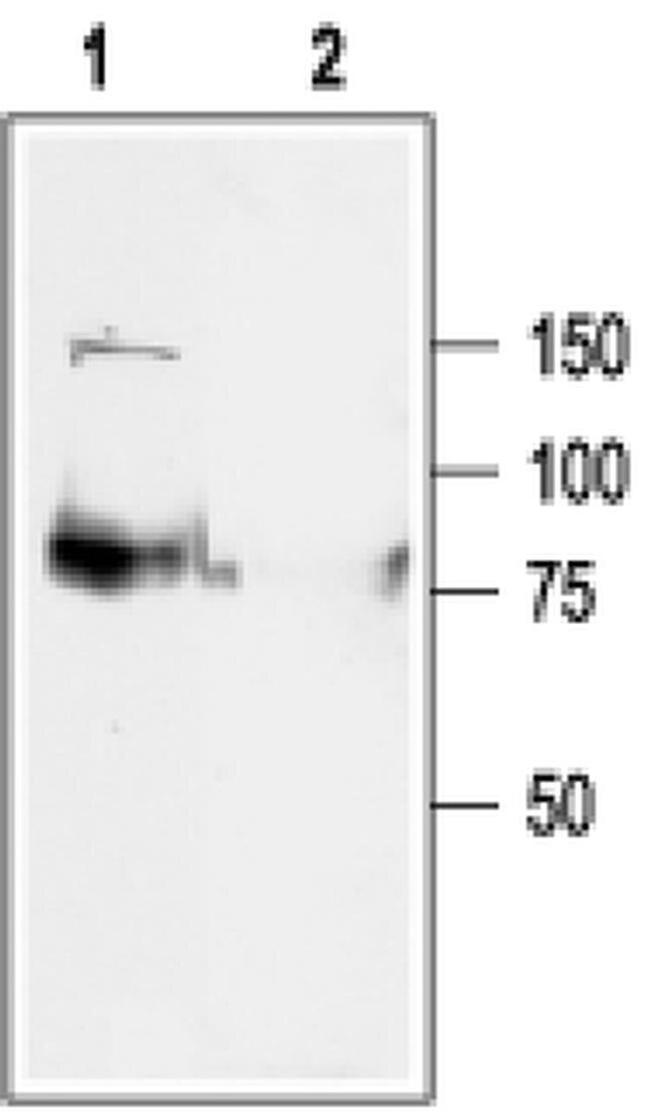 KCNQ1 Antibody in Western Blot (WB)