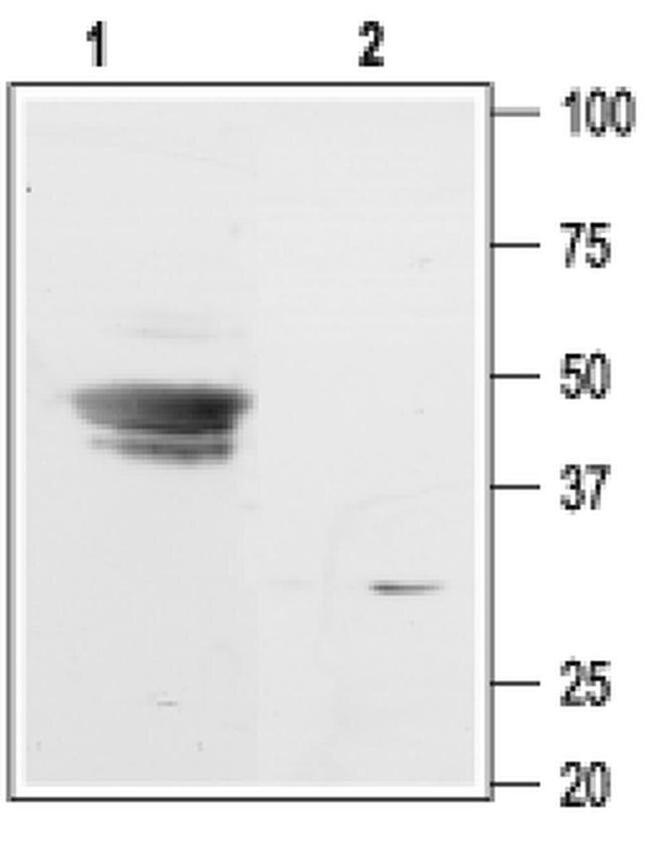 Kir3.3 (KCNJ9) Antibody in Western Blot (WB)
