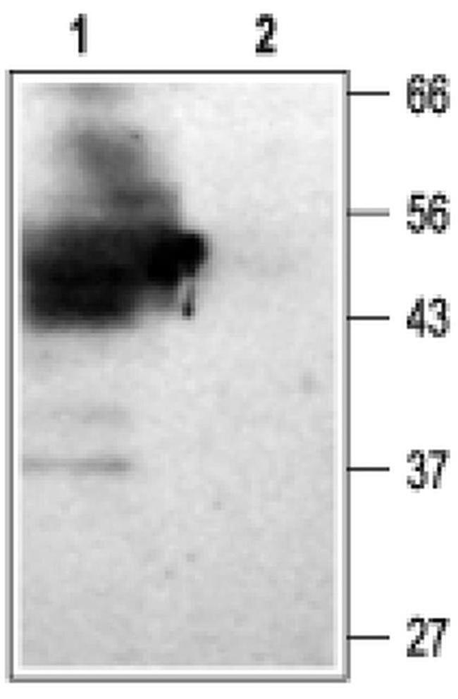 Kir4.2 (KCNJ15) Antibody in Western Blot (WB)